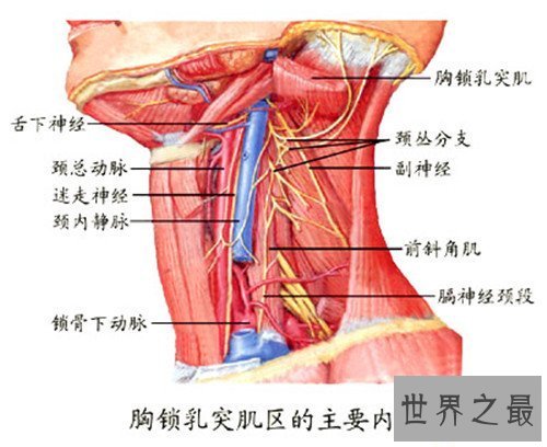 【图】颈部淋巴结分区引见 淋巴结肿大的缘由引见