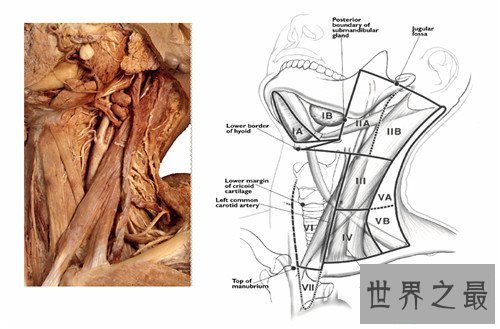 【图】颈部淋巴结分区引见 淋巴结肿大的缘由引见