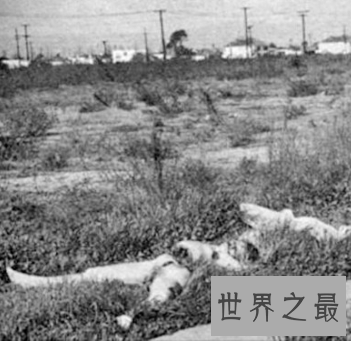 【图】世界悬疑黑色大丽花惨案 凶手竟是杀人如麻的医