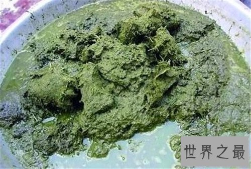 【图】牛粪火锅具备健胃的效果 被多数民族当做下等美
