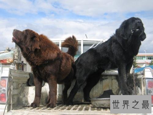 【图】藏獒吃客人，客人终究是被藏獒啃食的还是另有