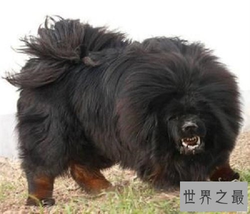 【图】藏獒吃客人，客人终究是被藏獒啃食的还是另有