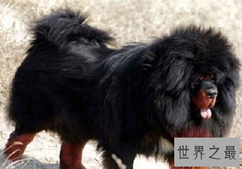 【图】藏獒吃客人，客人终究是被藏獒啃食的还是另有