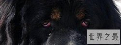 【图】藏獒吃主人，主人究竟是被藏獒啃食的还是另有