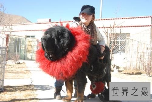 【图】藏獒吃客人，客人终究是被藏獒啃食的还是另有