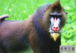 【图】东北四大神兽 还不进来看看在那扯什么犊子！