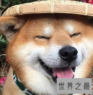 【图】你认为smile dog是很美好的 却不知它害死了太多人