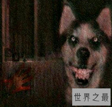 【图】你认为smile dog是很美好的 却不知它害死了太多人