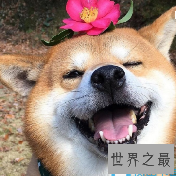 【图】你认为smile dog是很美好的 却不知它害死了太多人