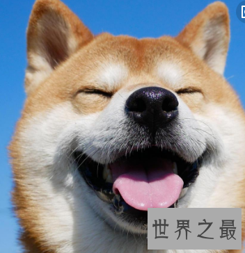 【图】疯狂流传浅笑狗恐怖症 竟曾有太多人抑郁到自杀