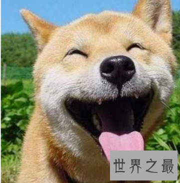 【图】疯狂流传浅笑狗恐怖症 竟曾有太多人抑郁到自杀