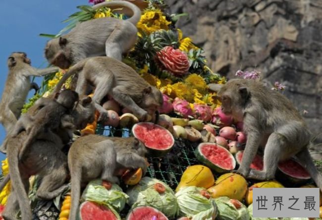 猴子自助餐节