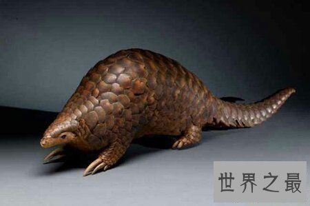 【图】穿山甲到底说了什么  这个埂是从哪里进去的