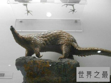 【图】穿山甲到底说了什么  这个埂是从哪里进去的