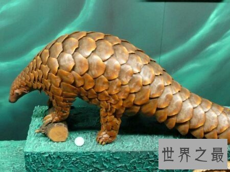 【图】穿山甲到底说了什么  这个埂是从哪里进去的