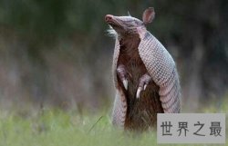【图】穿山甲到底说了什么  这个埂是从哪里出来的