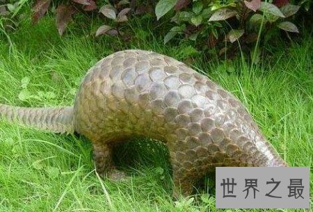 【图】穿山甲到底说了什么  这个埂是从哪里进去的