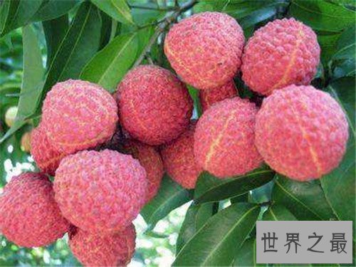 【图】孕妇哪些水果不能吃 老人家示意千万不能吃山楂