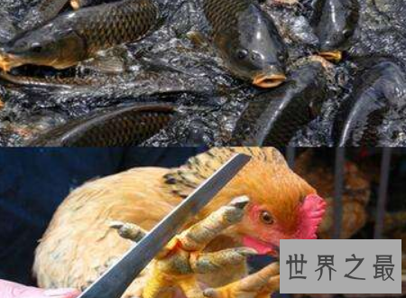 【图】龙须凤爪十大禁菜之一到底有没有泡椒凤爪好吃