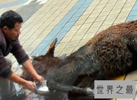 【图】浇驴肉一般驴肉馆子绝对不敢做的食物