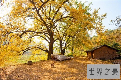 【图】武汉周边旅行景点都有哪些 多处人造景色流连忘