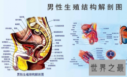 【图】男性生殖器长度中国人与外国人有什么不同