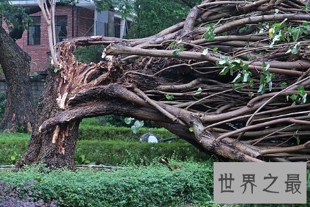 【图】摧枯拉朽的意思 意为一股势不可挡的声势