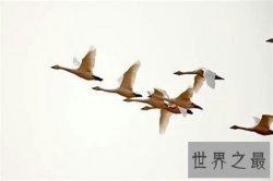【图】燕雀安知鸿鹄之志哉你听说过这句话吗 你知道什