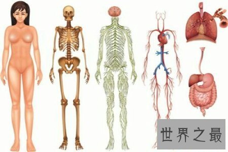 【图】人体对于一些人来说是很奥秘的 大家了不了解人