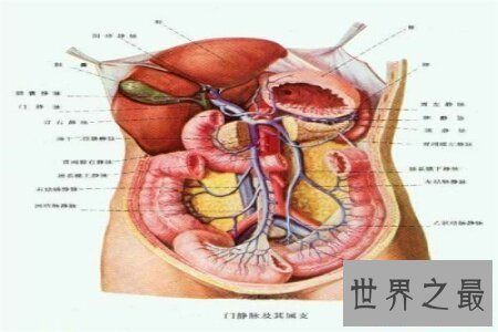 【图】人体对于一些人来说是很奥秘的 大家了不了解人