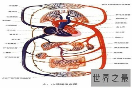 【图】人体对于一些人来说是很奥秘的 大家了不了解人
