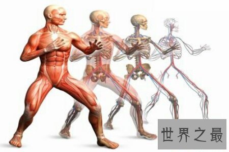 【图】人体对于一些人来说是很奥秘的 大家了不了解人