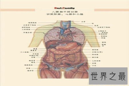 【图】人体对于一些人来说是很奥秘的 大家了不了解人
