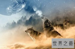 【图】让我来给你叙说一下关于我梦见狼的所有经历