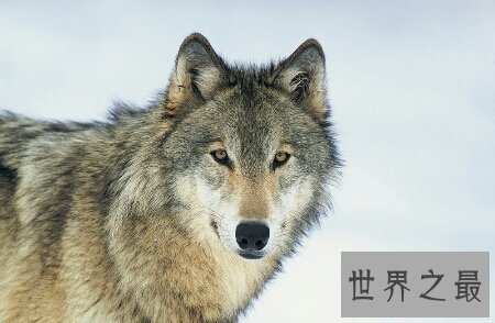 【图】让我来给你叙述一下关于我梦见狼的一切教训