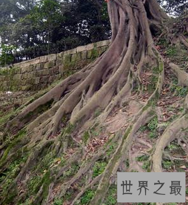 【图】 不管植物动物还是人 都要在生活中做到积重难返