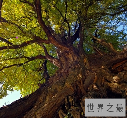 【图】 不管植物动物还是人 都要在生活中做到积重难返