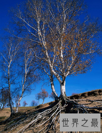【图】 不管植物动物还是人 都要在生活中做到积重难返
