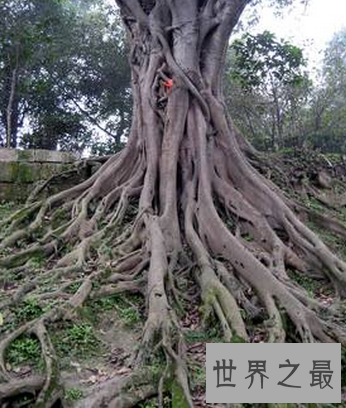 【图】 不管植物动物还是人 都要在生活中做到积重难返