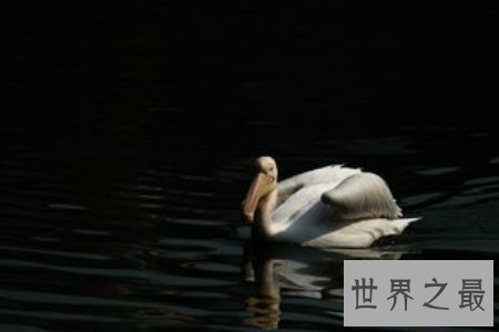 【图】大鸟是咱们的冤家 听说他们的先人是庞大的恐龙