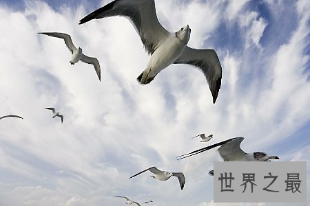 【图】大鸟是咱们的冤家 听说他们的先人是庞大的恐龙