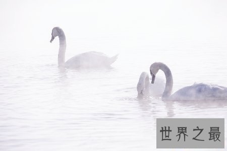 【图】大鸟是咱们的冤家 听说他们的先人是庞大的恐龙