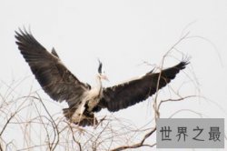 【图】大鸟是我们的朋友 据说他们的祖先是庞大的恐龙