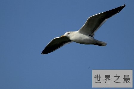 【图】大鸟是咱们的冤家 听说他们的先人是庞大的恐龙