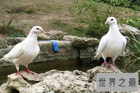 【图】大鸟是咱们的冤家 听说他们的先人是庞大的恐龙