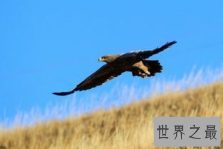 【图】大鸟是咱们的冤家 听说他们的先人是庞大的恐龙