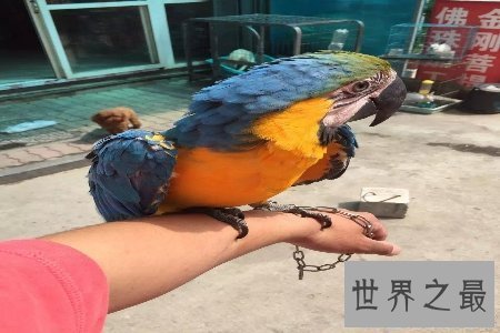 【图】大鸟是咱们的冤家 听说他们的先人是庞大的恐龙