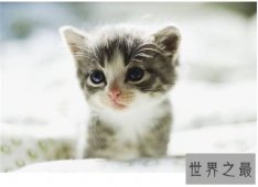 【图】梦见猫咬我是什么意思 梦见被黑猫咬什么含义