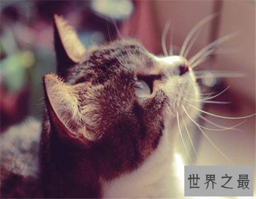 【图】梦见猫咬我是什么意思 梦见被黑猫咬什么含义