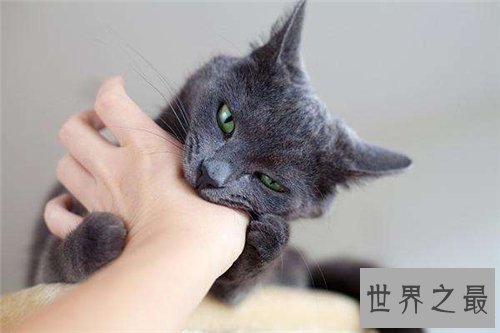 【图】梦见猫咬我是什么意思 梦见被黑猫咬什么含义